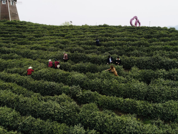 陜西廣電融媒體集團(tuán)農(nóng)林衛(wèi)視助力陜西茶區(qū)“以茶興業(yè)，以茶富民”